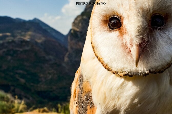 Interactive Path of Birds of Prey - Ticket Options and Prices