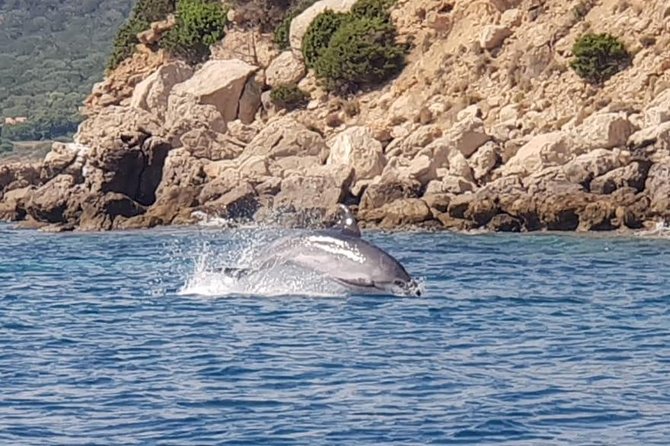 Olbia Bay Dolphin-Watching Boat Tour - Tour Pricing and Duration