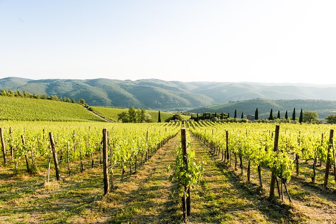 Tour and Tasting at an Organic Winery in the Heart of Chianti Classico Area - Tour Highlights