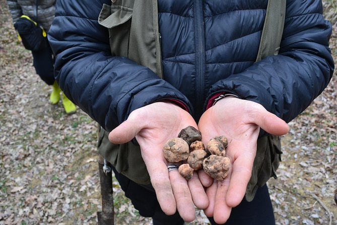 Truffle Hunting Experience With Lunch in San Miniato - Operational Information