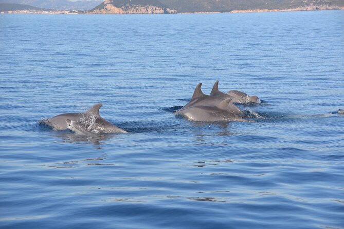 A Half-Day Dolphin-Spotting Cruise in a Rubber Dinghy  - Sardinia - Customer Experience
