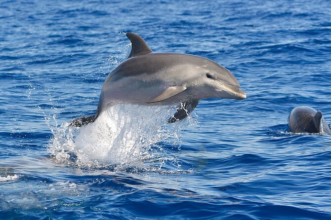 Dolphin Watching Tour With Snorkeling From Olbia - Excursion Highlights