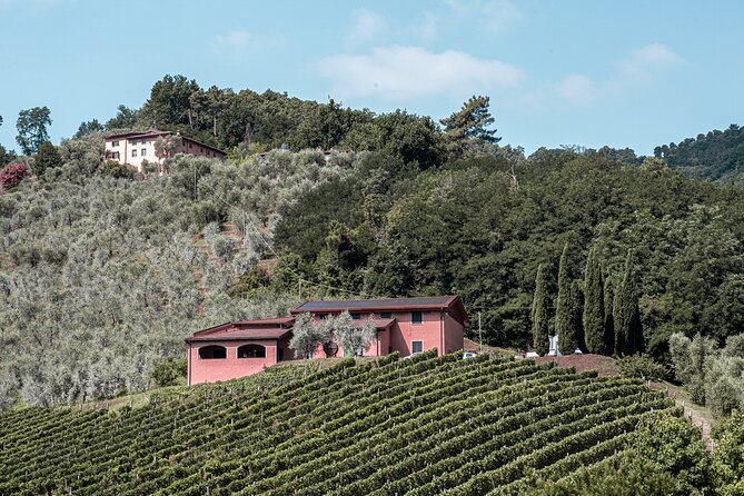 Lucca: Wine Tasting Experience - Tenuta Adamo Winery - Tasting Experience Details