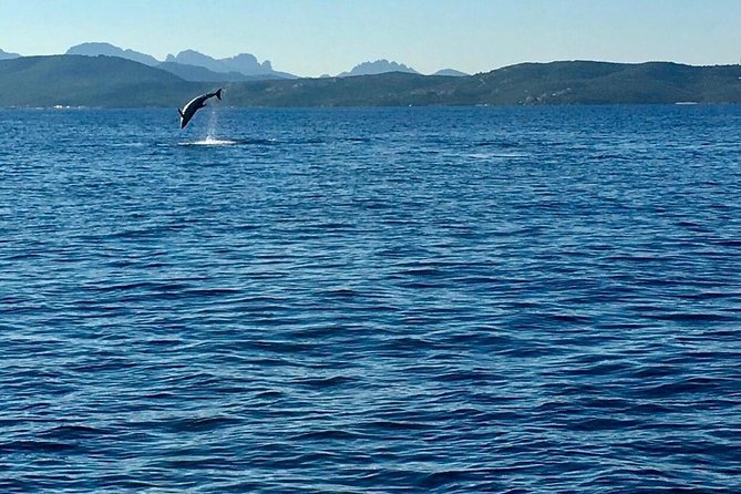 Olbia Bay Dolphin-Watching Boat Tour - Dolphin-Watching Experience Highlights