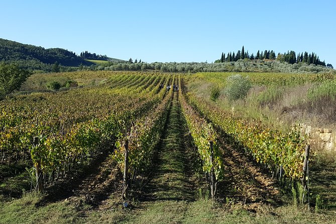 Discover Chianti Through Its Wines - Visitor Reviews and Recommendations