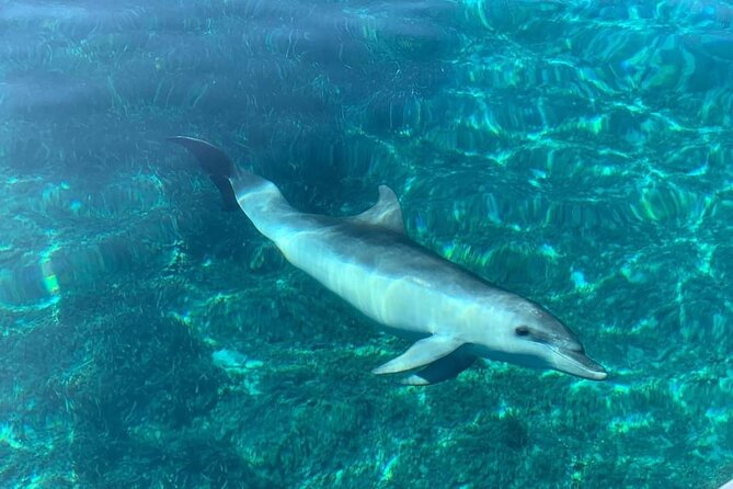 Dolphin Watching Tour With Snorkeling From Olbia - Tour Guide Performance