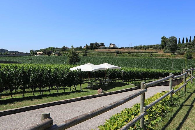 Wine and Food Tasting in the Vineyards in Lazise - Booking Info