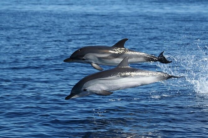 Dolphin Watching Tour With Snorkeling From Olbia - Tour Value