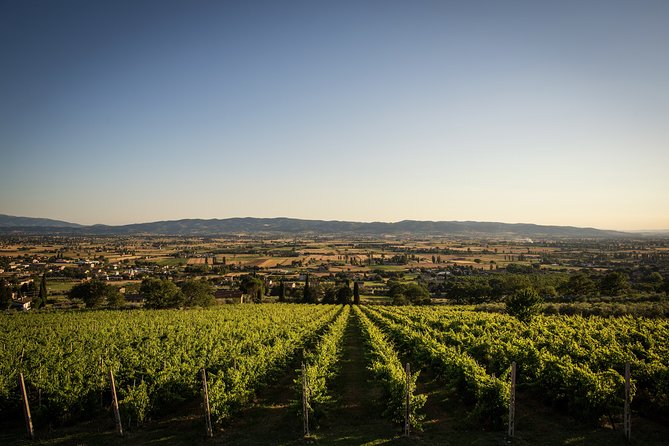 Assisi Panoramic Outdoor Wine Tasting - Frequently Asked Questions