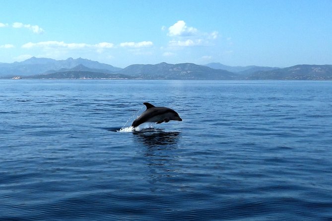 A Half-Day Dolphin-Spotting Cruise in a Rubber Dinghy  - Sardinia - Final Words