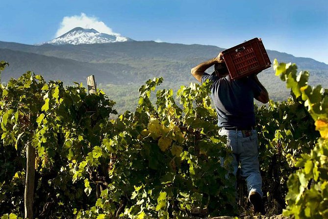Private 6-Hour Tour of Three Etna Wineries With Food and Wine Tasting - Final Words