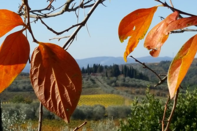 Discover Chianti Through Its Wines - Just The Basics