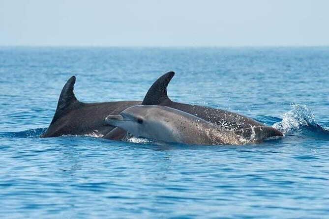 Dolphin Watching Tour With Snorkeling From Olbia - Just The Basics