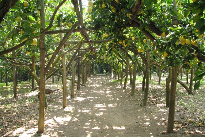 Sorrento Farm and Food Experience Including Olive Oil, Limoncello, Wine Tasting - Just The Basics