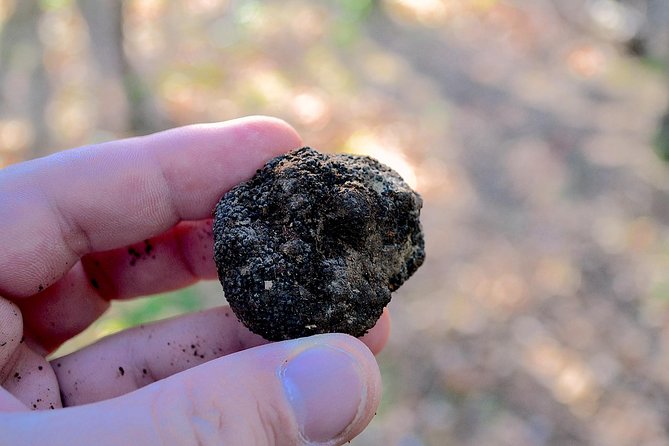 Truffle Hunting Experience With Lunch in San Miniato - Just The Basics