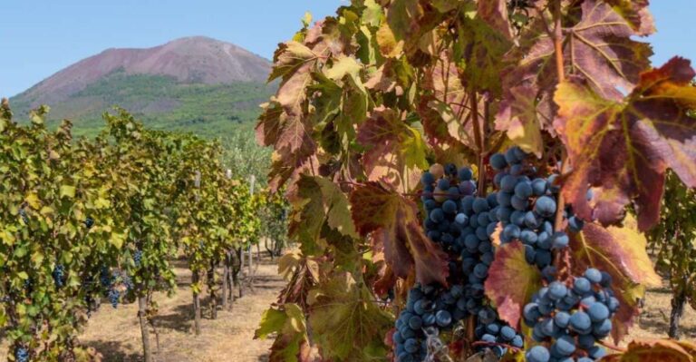Vesuvius Valley and Pompeii With Wine Taste and Lunch by Van