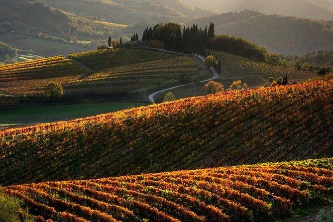 Chianti Half-Day Wine Tour in the Tuscans Hills From Pisa - Customer Reviews and Ratings