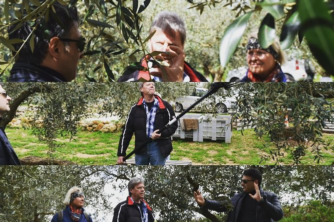 Olive Oil Experience - Olive Cultivation Insights
