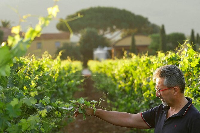 Bolgheri: Premium Wine Tasting With Winery Tour - Cancellation Policy and Reviews