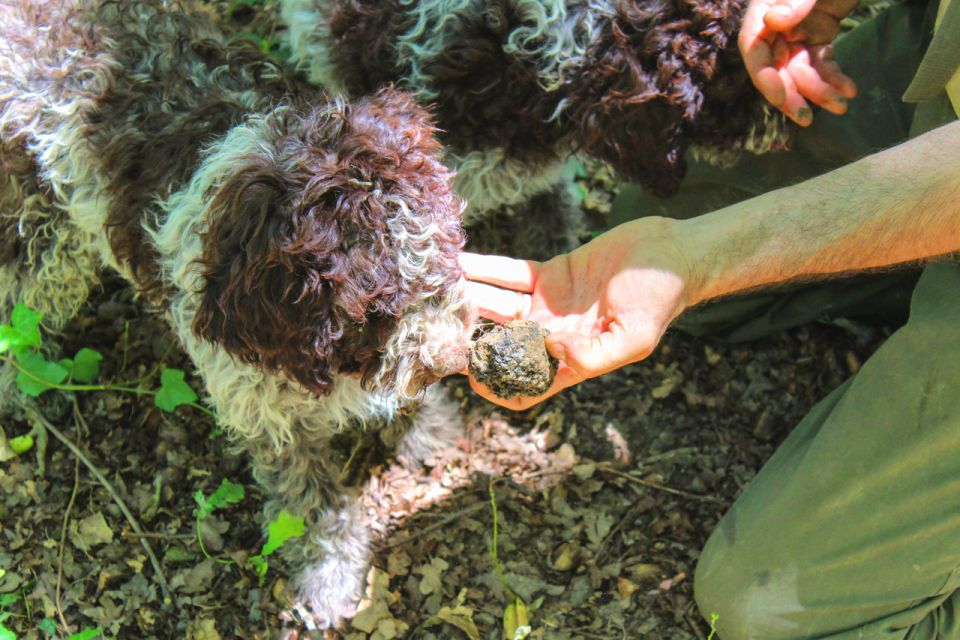 From Florence: Truffle Hunting With Lunch & Transportation - Inclusions