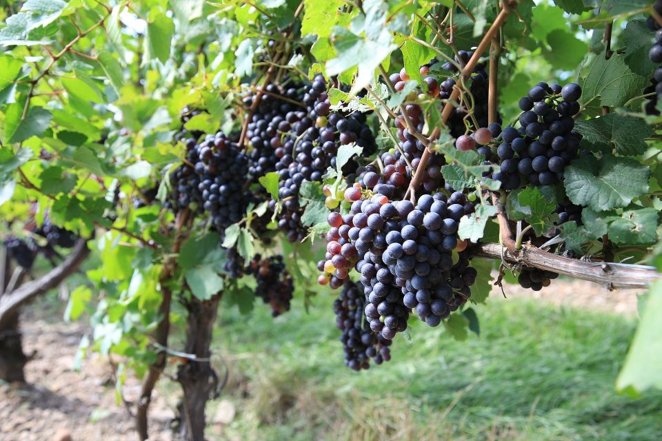 Prosecco Road: Full Day Tour and Wine Tasting - Valdobbiadene Winery Visit