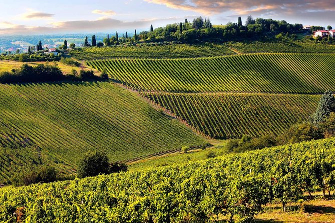 Chianti Half-Day Wine Tour in the Tuscans Hills From Pisa - Frequently Asked Questions