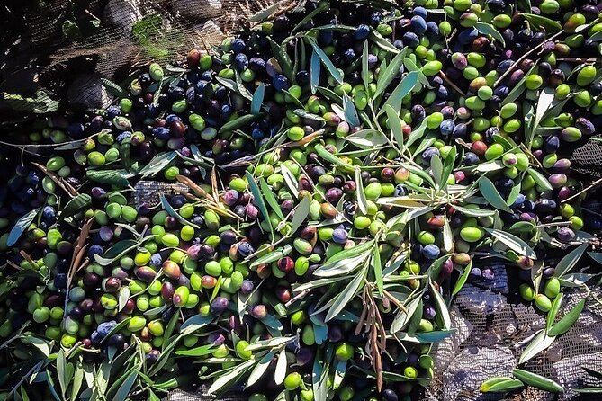 Discovering Extra Virgin Olive Oil - Sustainability in Olive Oil Production