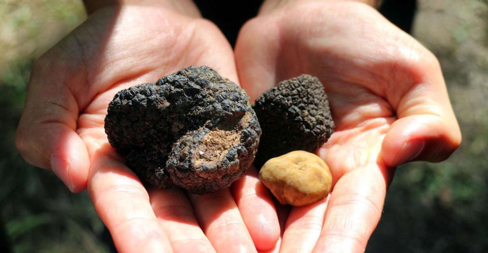 From Florence: Truffle Hunting With Lunch & Transportation - Important Information