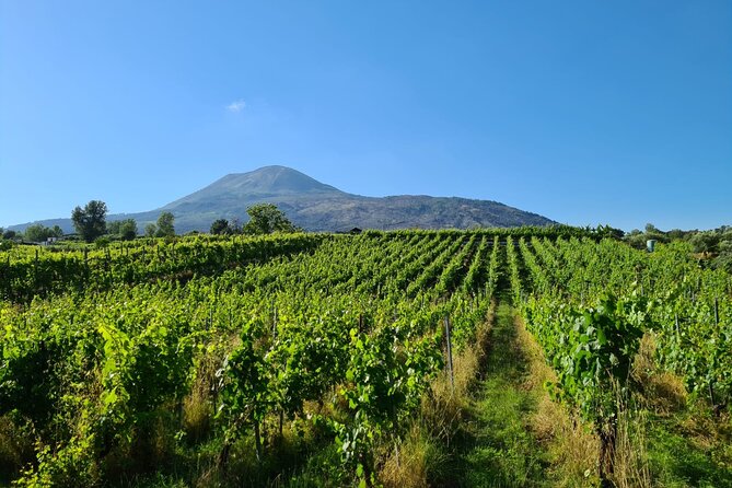 Pompeii Guided and Trip to Two Wineries With Lunch - Tour Organization and Additional Information