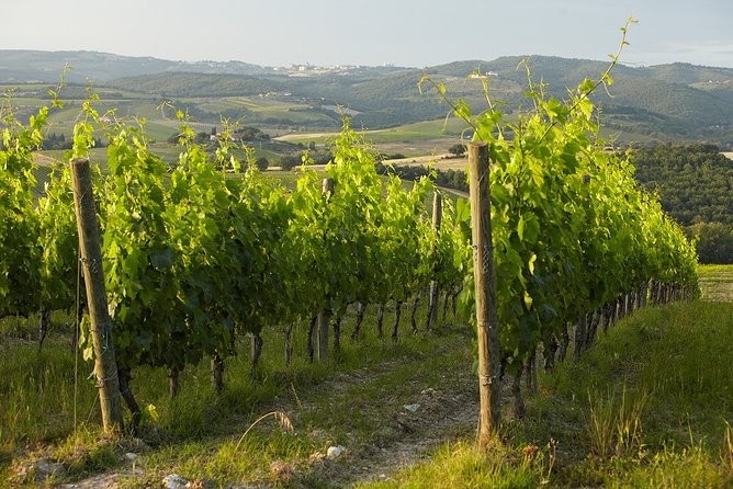 Small-Group Chianti Trip With Wine Tasting From Siena - Traveler Recommendations