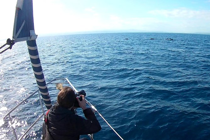 Sustainable Dolphin Watching Tour With Marine Biologist  - Sicily - Dolphin Conservation Efforts
