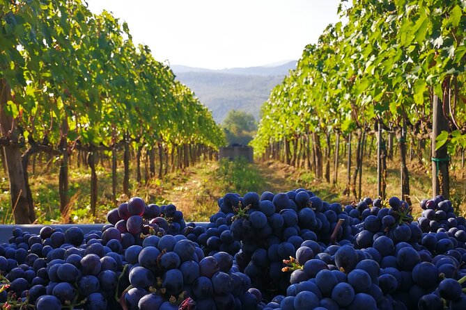 Discover Sustainable Wines in a Guided Tour and Tasting - Booking Information