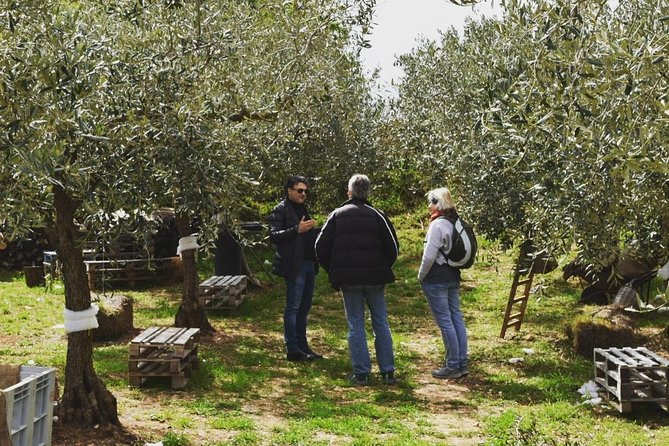 Olive Oil Experience - Frequently Asked Questions