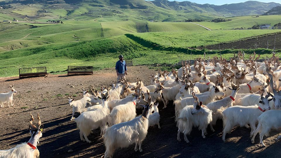 Experience With Girgentan Goats in Agrigento - Frequently Asked Questions