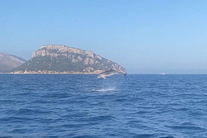 Dolphin Watching and Snorkeling in Figarolo in Sardinia - Just The Basics