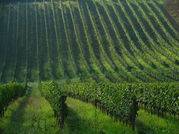 Chianti Wine and Hill Towns Full-Day Tour With Deluxe Van