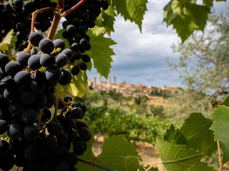 Florence or Bologna: 3 Cellar Tours in Chianti With Lunch