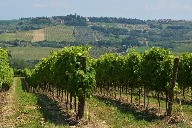 Vineyard Walk & Wine Tasting in Tuscany