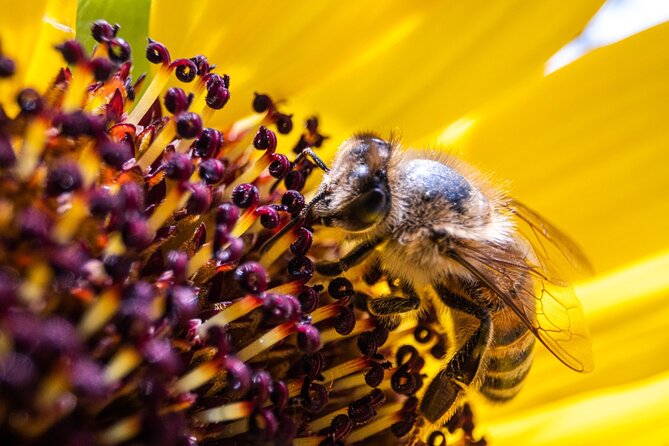 2-Hour Private Guided Activity Discovering Bees in Volterra - Just The Basics