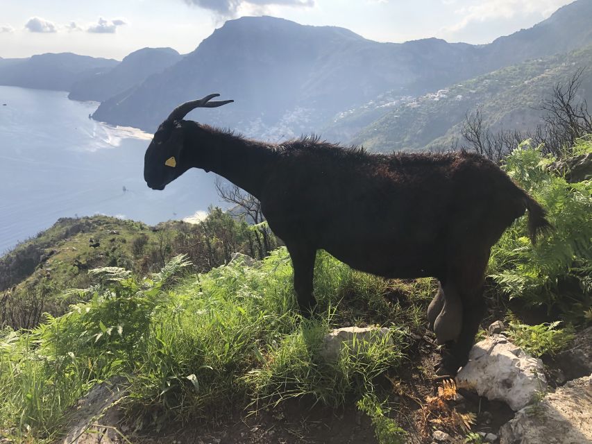 Amalfi Coast: Bomerano to Nocelle – The Path of the Gods - Activity Details