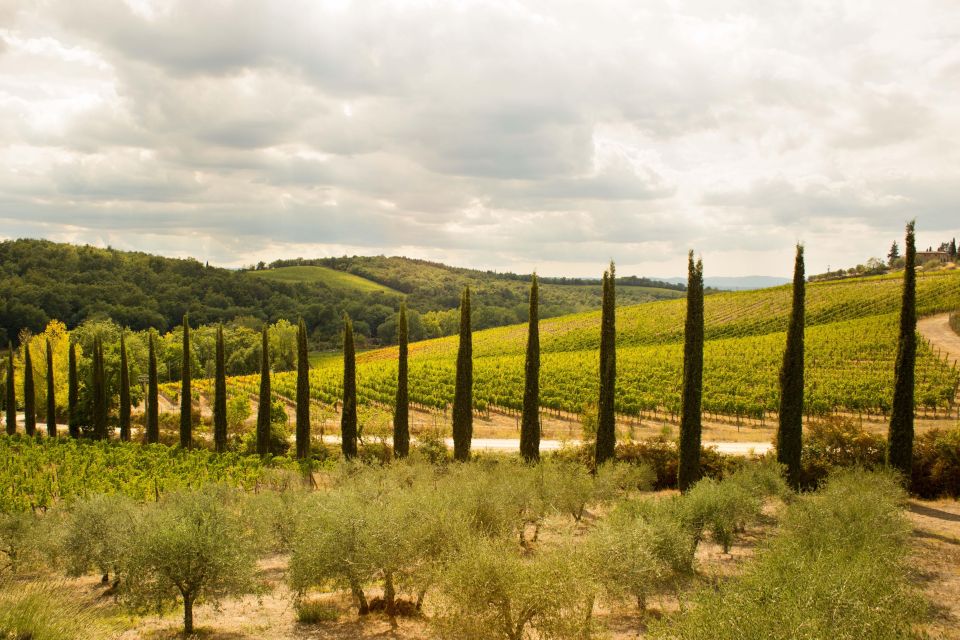 Chianti Classico and Super Tuscan Wine Tour - Tour Highlights