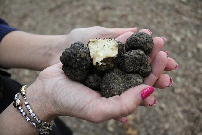 Experience Tuscan Truffle Hunting With Wine and Lunch - Learning About Tuscan Truffles