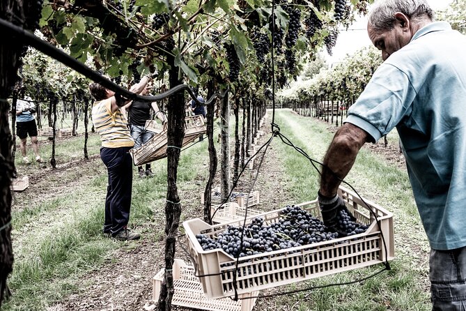 Food and Wine Tasting in Valpolicella - Badge of Excellence Information