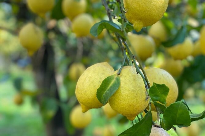 Guided Tour of a Historic Lemon Grove in Sorrento - Whats Included