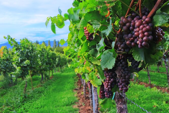 Private Valpolicella Day Trip From Venice: Wine Tasting and Verona - Additional Information