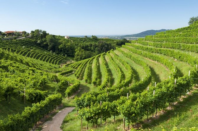 The Original Private Prosecco Tour All Inclusive From Conegliano - Highlights