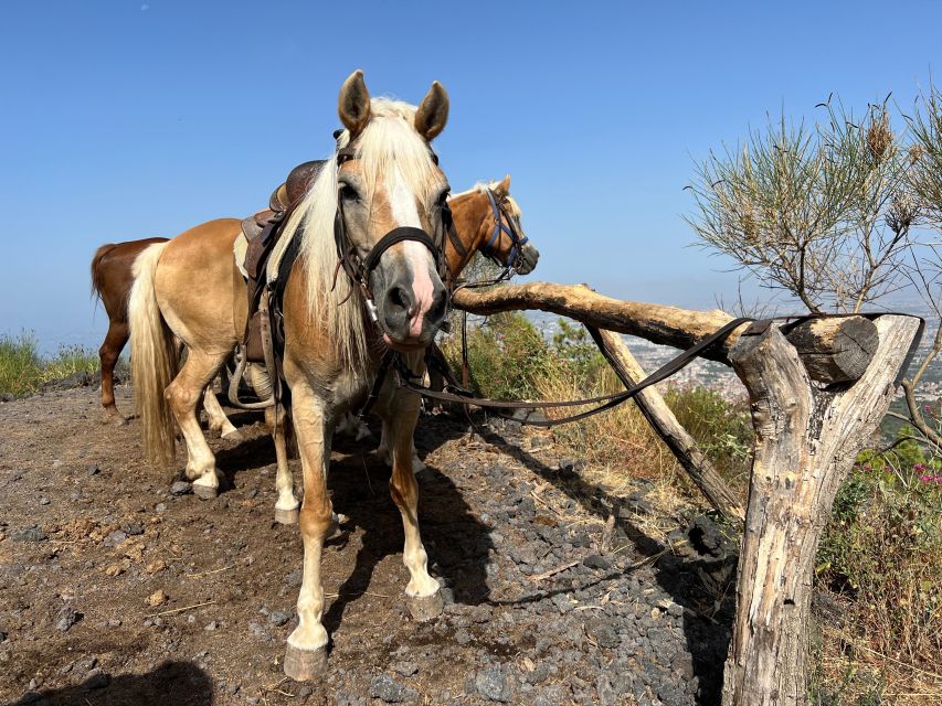 Vesuvius Horseback Riding With Tasting - Private Tour - English-Speaking Instructor and Pickup