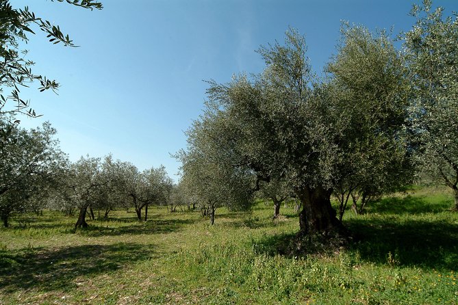 Apprentice Olive Oil Taster for a Day! - Additional Information