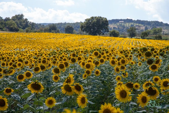 Bevagna E-Bike Farm to Table - What To Expect