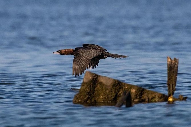 Birdwatching by Boat in a Small Group in the Pialassa Baiona - Reviews